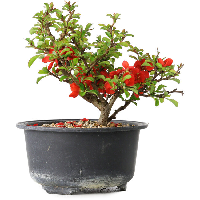 Chaenomeles speciosa, 12 cm, ± 9 jaar oud