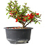 Chaenomeles speciosa, 12 cm, ± 9 years old
