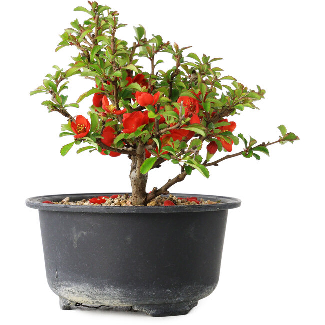 Chaenomeles speciosa, 12 cm, ± 9 jaar oud
