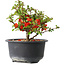 Chaenomeles speciosa, 12 cm, ± 9 jaar oud