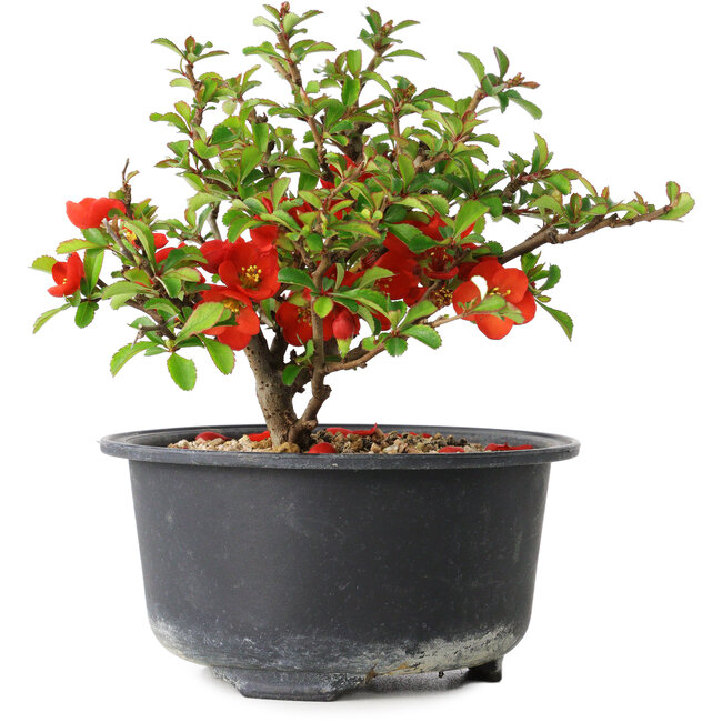 Chaenomeles speciosa, 12 cm, ± 9 Jahre alt