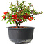 Chaenomeles speciosa, 12 cm, ± 9 Jahre alt