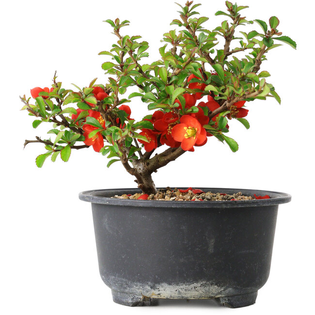 Chaenomeles speciosa, 12 cm, ± 9 Jahre alt