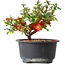 Chaenomeles speciosa, 12 cm, ± 9 jaar oud
