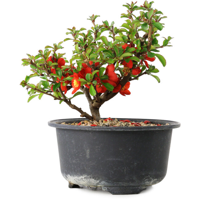 Chaenomeles speciosa, 12 cm, ± 9 anni