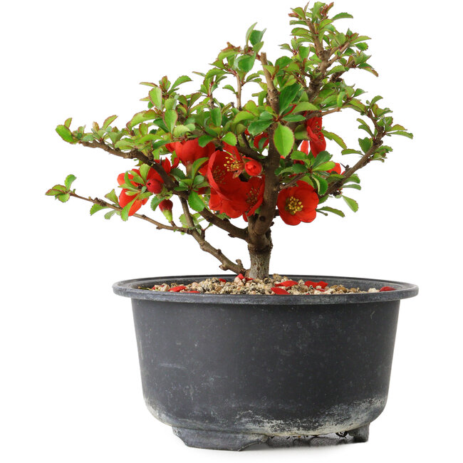 Chaenomeles speciosa, 12 cm, ± 9 Jahre alt