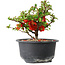 Chaenomeles speciosa, 12 cm, ± 9 Jahre alt
