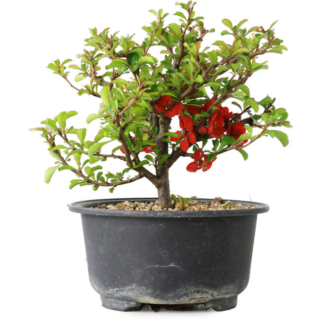 Chaenomeles speciosa, 13 cm, ± 9 years old