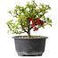 Chaenomeles speciosa, 13 cm, ± 9 years old