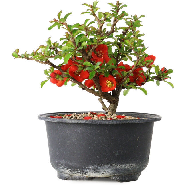 Chaenomeles speciosa, 12 cm, ± 9 Jahre alt