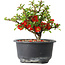 Chaenomeles speciosa, 12 cm, ± 9 años