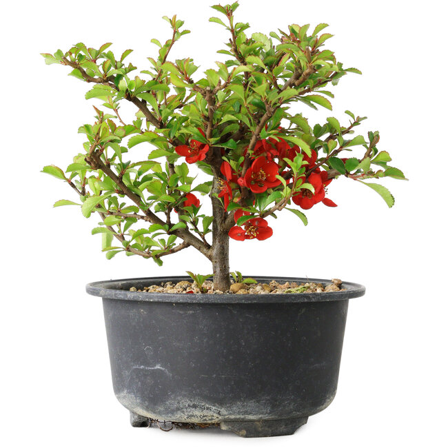 Chaenomeles speciosa, 13 cm, ± 9 years old