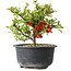 Chaenomeles speciosa, 13 cm, ± 9 ans