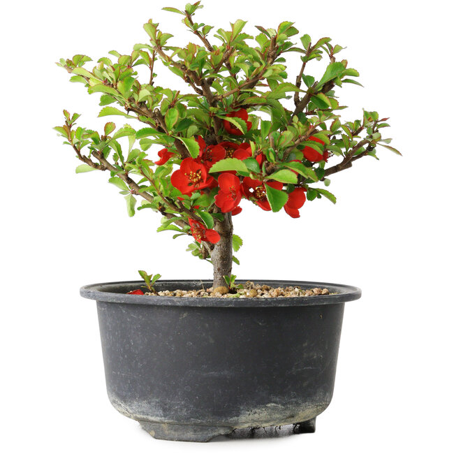 Chaenomeles speciosa, 13 cm, ± 9 jaar oud