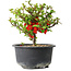 Chaenomeles speciosa, 13 cm, ± 9 ans
