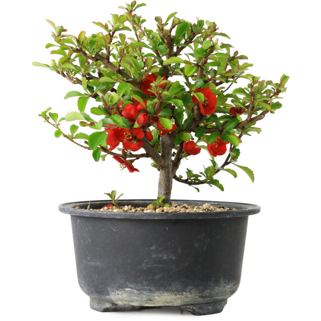 Chaenomeles speciosa, 13 cm, ± 9 Jahre alt