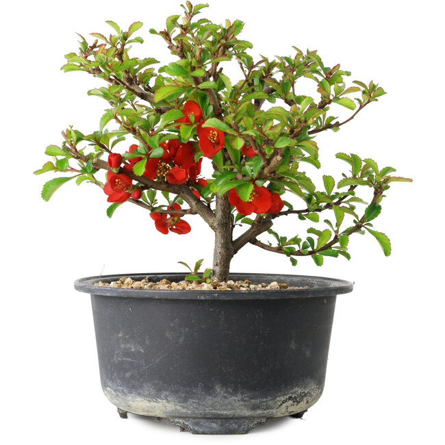 Chaenomeles speciosa, 13 cm, ± 9 años