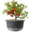 Chaenomeles speciosa, 13 cm, ± 9 Jahre alt