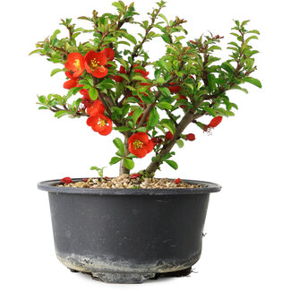 Chaenomeles speciosa, 12,5 cm, ± 9 anni