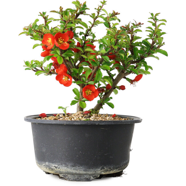 Chaenomeles speciosa, 12,5 cm, ± 9 years old