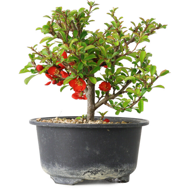 Chaenomeles speciosa, 13 cm, ± 9 años