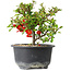 Chaenomeles speciosa, 13 cm, ± 9 years old