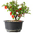Chaenomeles speciosa, 12,5 cm, ± 9 jaar oud
