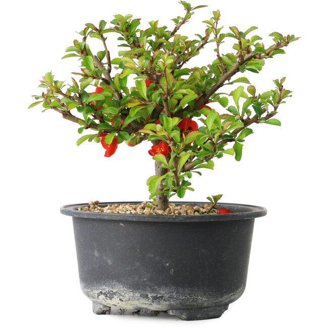Chaenomeles speciosa, 13 cm, ± 9 Jahre alt
