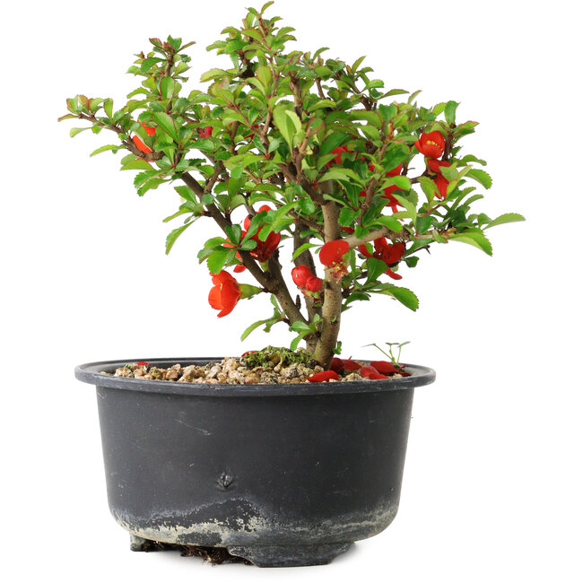 Chaenomeles speciosa, 12,5 cm, ± 9 jaar oud