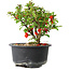 Chaenomeles speciosa, 12,5 cm, ± 9 years old
