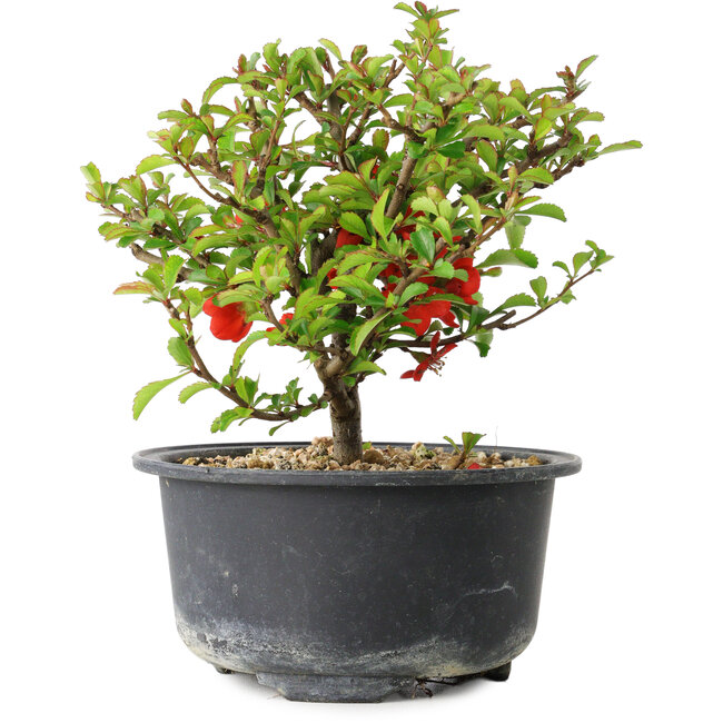 Chaenomeles speciosa, 13 cm, ± 9 years old