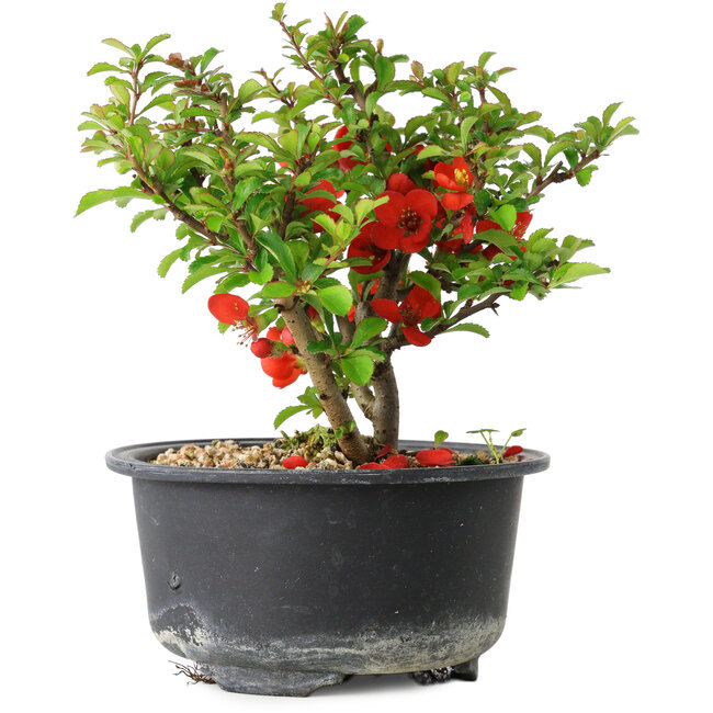 Chaenomeles speciosa, 12,5 cm, ± 9 years old