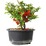 Chaenomeles speciosa, 12,5 cm, ± 9 years old