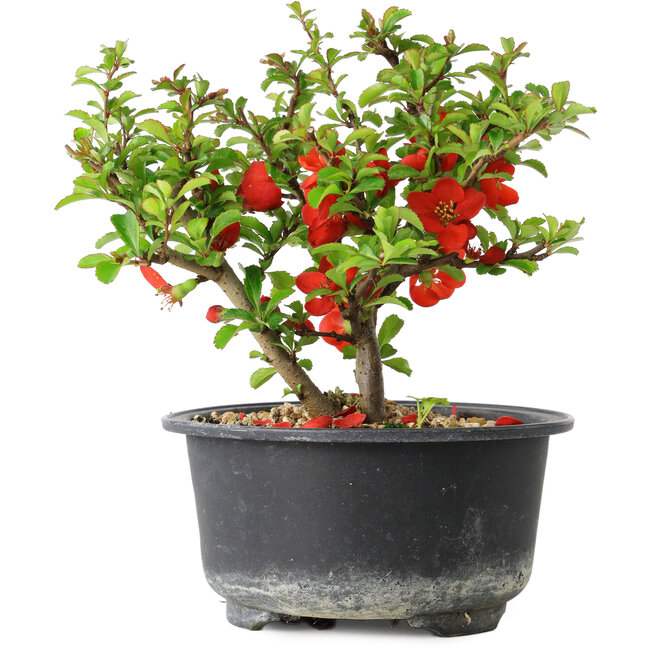 Chaenomeles speciosa, 12,5 cm, ± 9 Jahre alt