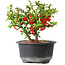 Chaenomeles speciosa, 12,5 cm, ± 9 Jahre alt