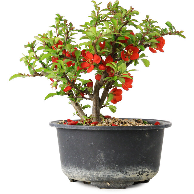 Chaenomeles speciosa, 12,5 cm, ± 9 years old