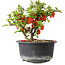 Chaenomeles speciosa, 12,5 cm, ± 9 Jahre alt