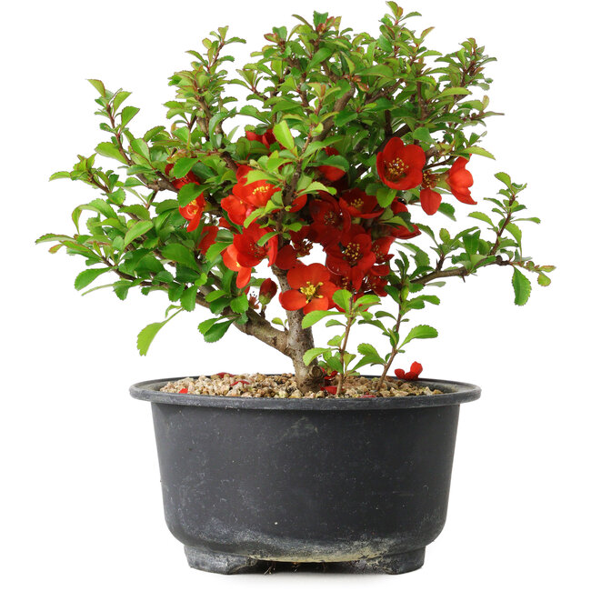 Chaenomeles speciosa, 13,5 cm, ± 9 jaar oud