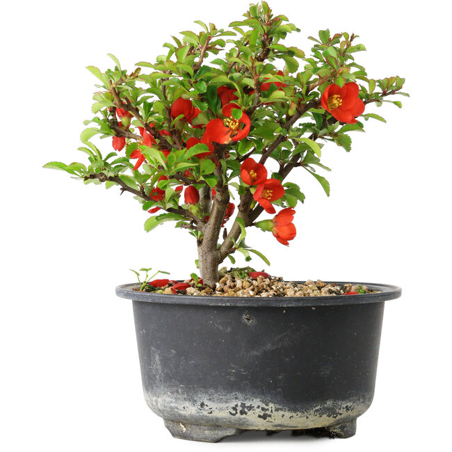 Chaenomeles speciosa, 12,5 cm, ± 9 jaar oud