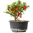 Chaenomeles speciosa, 12,5 cm, ± 9 years old