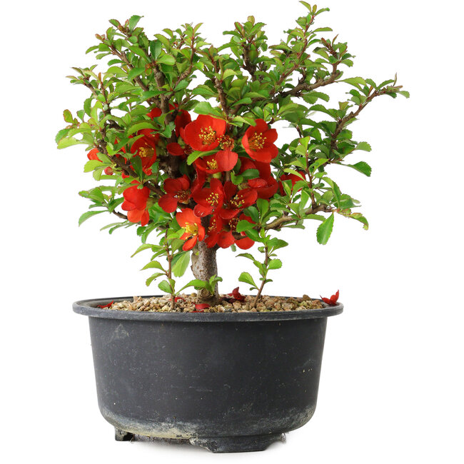Chaenomeles speciosa, 13,5 cm, ± 9 jaar oud