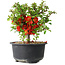 Chaenomeles speciosa, 13,5 cm, ± 9 Jahre alt
