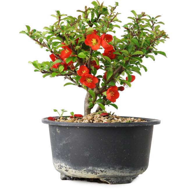 Chaenomeles speciosa, 12,5 cm, ± 9 Jahre alt