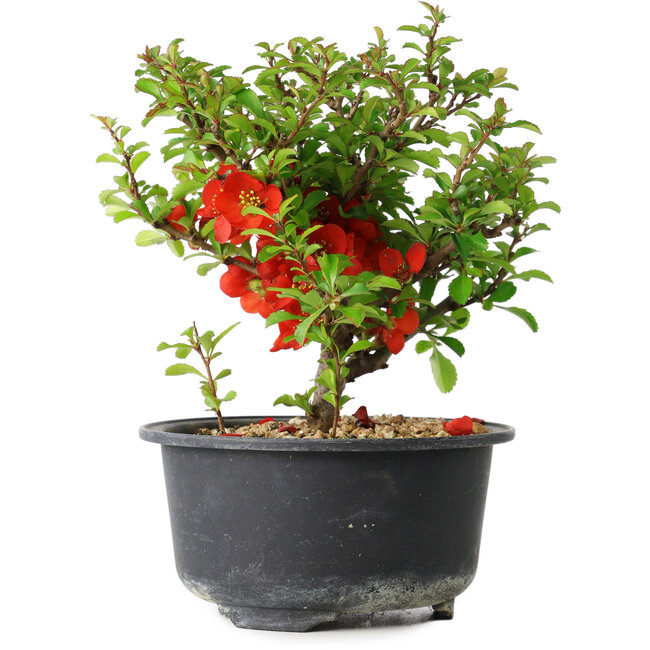 Chaenomeles speciosa, 13,5 cm, ± 9 anni