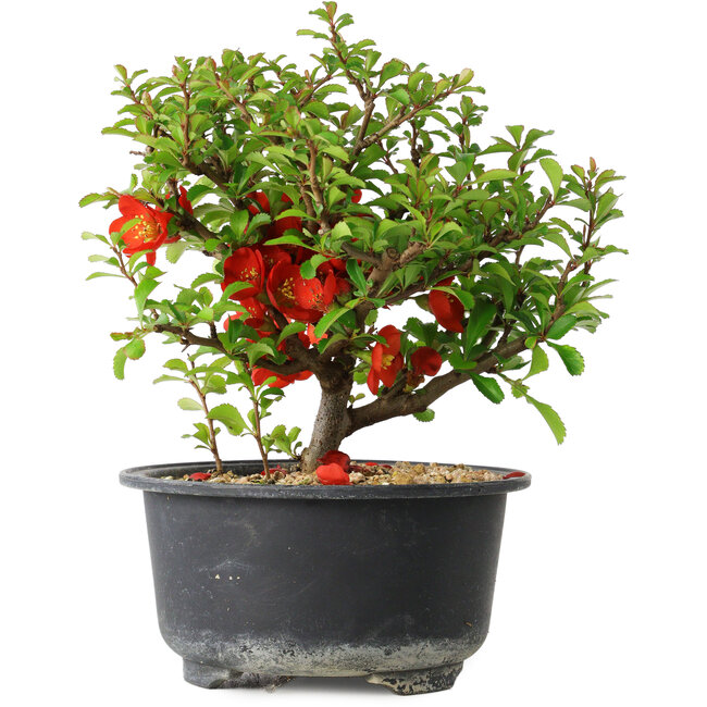 Chaenomeles speciosa, 13,5 cm, ± 9 jaar oud