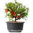 Chaenomeles speciosa, 13,5 cm, ± 9 jaar oud