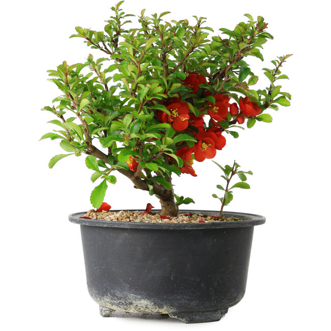 Chaenomeles speciosa, 13,5 cm, ± 9 años