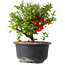 Chaenomeles speciosa, 13,5 cm, ± 9 anni