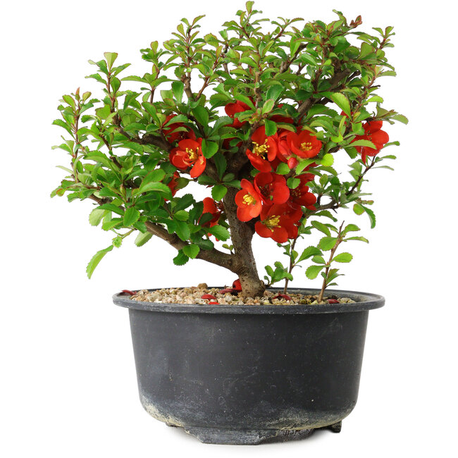 Chaenomeles speciosa, 13,5 cm, ± 9 anni