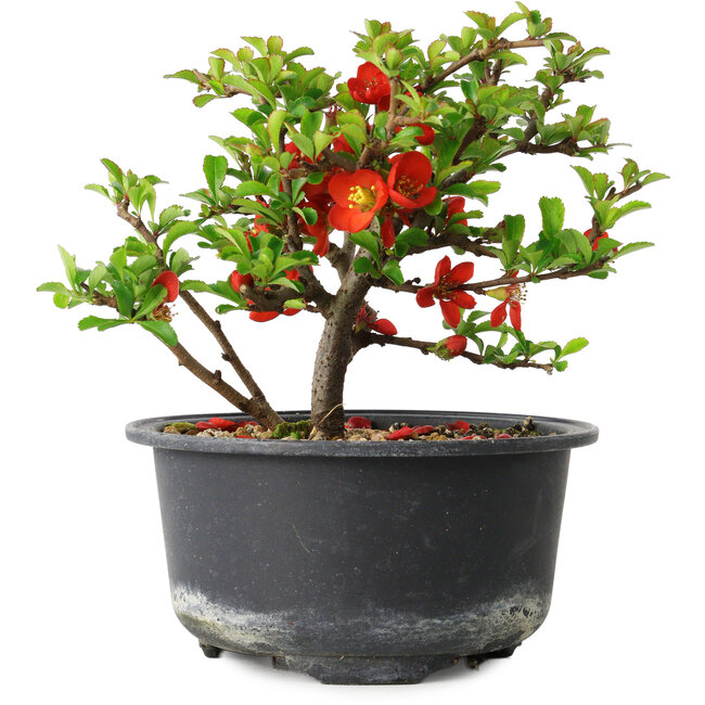 Chaenomeles speciosa, 11 cm, ± 9 years old